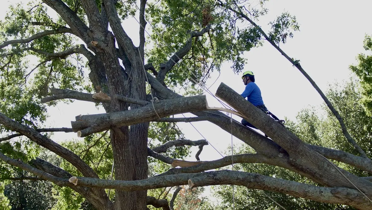 Professional Hazardous Tree Removal performed by certified arborists in Spalding