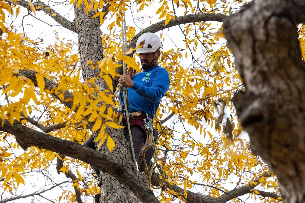 Skilled Tree Trimming crew working in Spalding