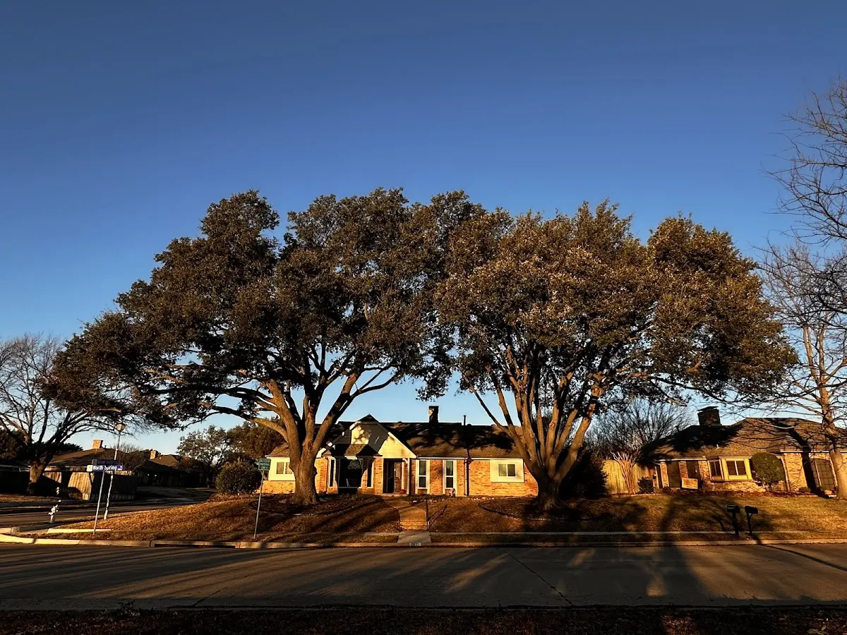 Established residential canopy tree shading a home in Spalding